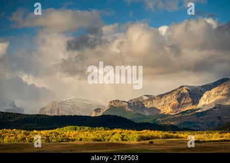 Couleur du feuillage d'automne dans les contreforts du parc national des Lacs-Waterton, près de Mountain View, Alberta, Canada. Banque D'Images