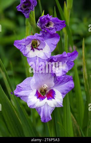 Un Gladiolus fleurissant dans les jardins anglais du parc Assiniboine, Winnipeg, Manitoba, Canada. Banque D'Images