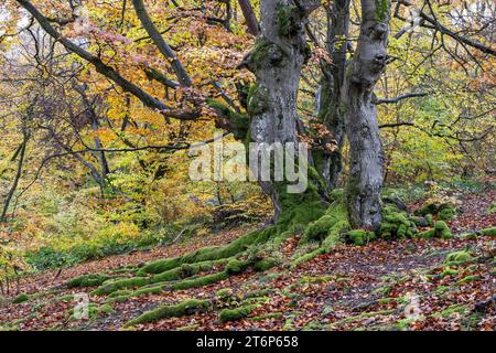 Vieux hêtres en cuivre (Fagus sylvatica) dans le Hutewald Halloh, Hesse, Basse-Saxe Banque D'Images