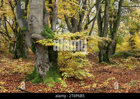 Vieux hêtres en cuivre (Fagus sylvatica) dans le Hutewald Halloh, Hesse, Basse-Saxe Banque D'Images