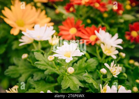 Gros plan jardin de fleurs de chrysanthème coloré Banque D'Images