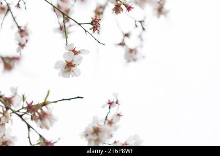 Scène naturelle avec de jolies fleurs d'amande flou fond Banque D'Images