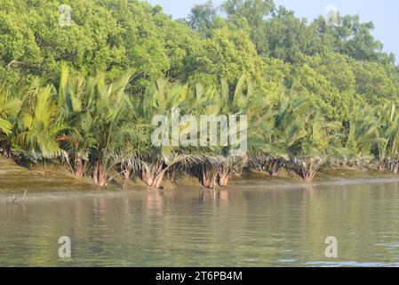 Golpata à Sundarban, Khulna, Bangladesh Banque D'Images