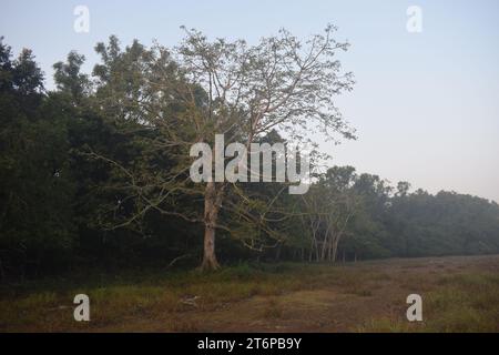 Plantes des Sundarbans intérieurs Banque D'Images