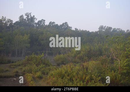 Plantes des Sundarbans intérieurs Banque D'Images