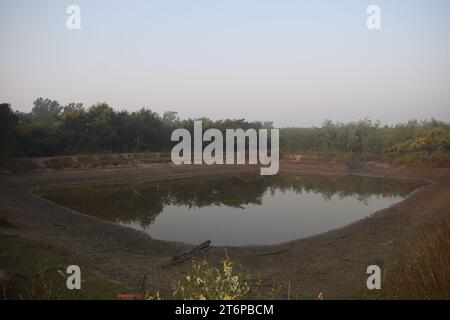 Plantes des Sundarbans intérieurs Banque D'Images