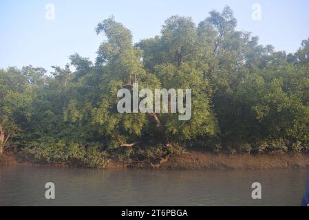 Plantes des Sundarbans intérieurs Banque D'Images