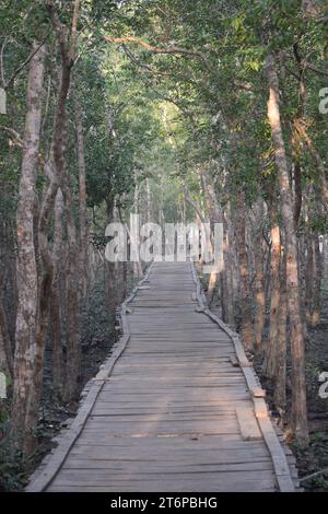 Plantes des Sundarbans intérieurs Banque D'Images