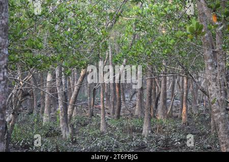 Plantes des Sundarbans intérieurs Banque D'Images