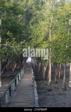 Plantes des Sundarbans intérieurs Banque D'Images