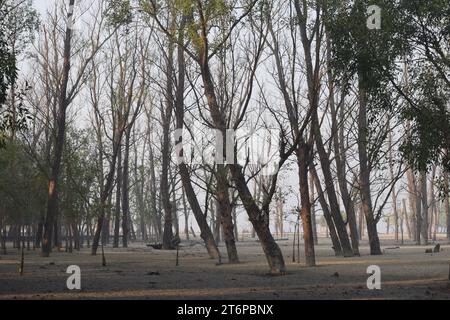 Plantes des Sundarbans intérieurs Banque D'Images