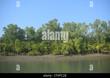 Plantes de Sundarbans, Bangladesh Banque D'Images