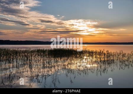 Soleil de lever du soleil regardant à travers les rushes sur le lac blanc dans la région de Rivne, Ukraine. Banque D'Images