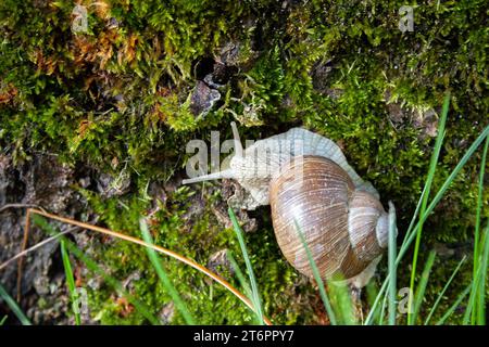 coquille de vigne sur mousse verte Banque D'Images