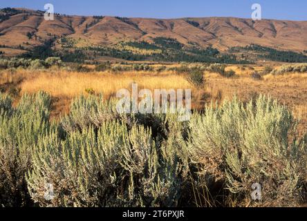 Herbage, comté de Kittitas, Washington Banque D'Images