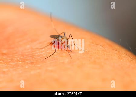 moustique suçant le sang sur la peau Banque D'Images