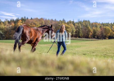 Une femme équestre pendant les travaux de base dans l'équitation naturelle avec son cheval de trotter brun baie en automne sur une prairie en plein air Banque D'Images