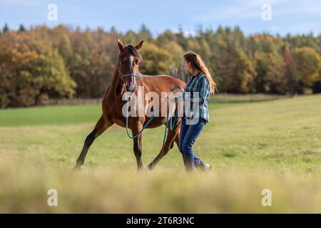 Une femme équestre pendant les travaux de base dans l'équitation naturelle avec son cheval de trotter brun baie en automne sur une prairie en plein air Banque D'Images