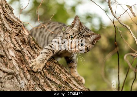 Un chat à rayures bengal mélange jouant et grimpant sur un arbre en automne en plein air Banque D'Images