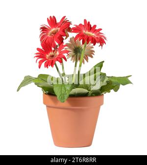 Fleur de Gerbera dans un pot en terre cuite sur fond blanc Banque D'Images