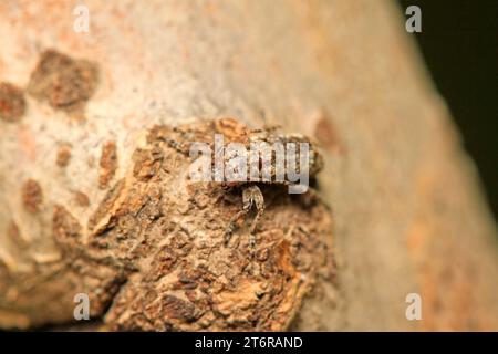 insectes minuscules sur la plante dans la nature Banque D'Images