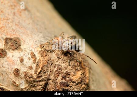 insectes minuscules sur la plante dans la nature Banque D'Images