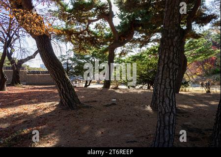 Un voyage dans le « jardin secret » à l'intérieur du palais de Changdeokgung à Séoul, Corée du Sud. Arrivé à l'automne 2022. Banque D'Images