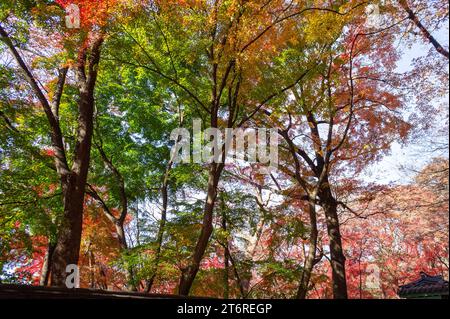 Un voyage dans le « jardin secret » à l'intérieur du palais de Changdeokgung à Séoul, Corée du Sud. Arrivé à l'automne 2022. Banque D'Images