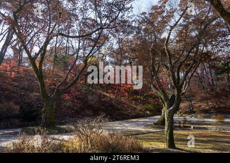 Un voyage dans le « jardin secret » à l'intérieur du palais de Changdeokgung à Séoul, Corée du Sud. Arrivé à l'automne 2022. Banque D'Images