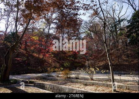 Un voyage dans le « jardin secret » à l'intérieur du palais de Changdeokgung à Séoul, Corée du Sud. Arrivé à l'automne 2022. Banque D'Images