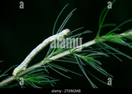 Insecte inchworm sur les plantes Banque D'Images