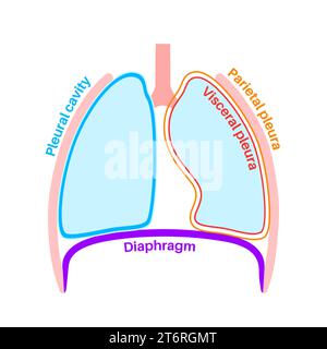 Anatomie de la plèvre, illustration Banque D'Images