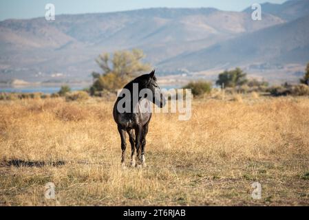 mustang noir dans le haut désert du Nevada, USA (Washoe Lake), avec du noir regardant sur le côté Banque D'Images