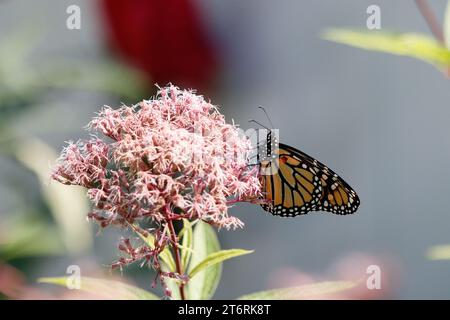 Image rapprochée d'un papillon monarque sur la floraison Joe Pye Weed pendant l'été. Banque D'Images