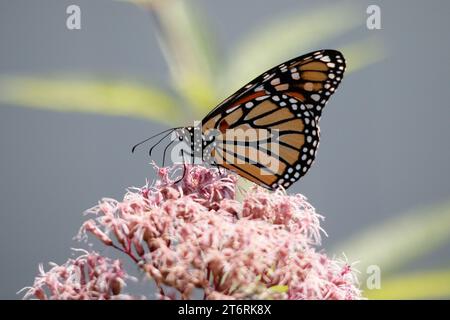 Image rapprochée d'un papillon monarque sur la floraison Joe Pye Weed pendant l'été. Banque D'Images