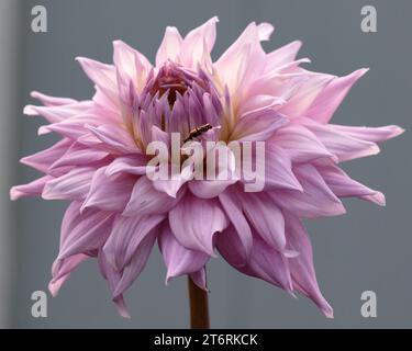 Un seul Sir Alf Ramsey Dahlia, une grande fleur rose, avec un coléoptère de soldat de tige d'or dessus. Banque D'Images