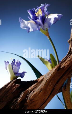 Arrière-plans de présentation des produits, arrière-plan des photos de produits, arrière-plans des photos de produits, arrière-plans de publicité des produits Banque D'Images