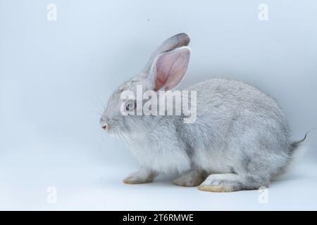 Portrait d'un lapin asiatique brun mignon debout sur les pattes arrière regardant vers le haut, gros plan d'un lapin une vue de côté sur un fond blanc Banque D'Images