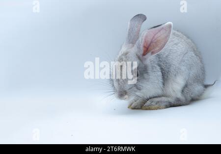 Portrait d'un lapin asiatique brun mignon debout sur les pattes arrière regardant vers le haut, gros plan d'un lapin une vue de côté sur un fond blanc Banque D'Images