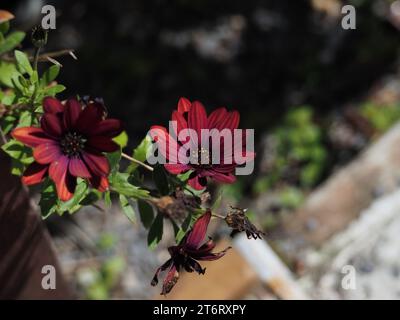 Two Cape Rain-Daisy (Dimorphotheca pluvialis (L.) Moench) Banque D'Images