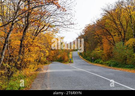 Fourche de route dans la forêt jaune d'automne Banque D'Images