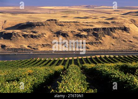 Maryhill Winery Vineyard, comté de Klickitat, Washington Banque D'Images