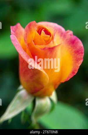 Jardin de Rose Hill, parc Manito, Spokane, Washington Banque D'Images