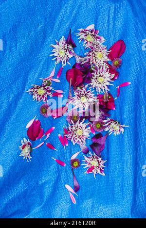 Fleurs et pétales roses et violets éparpillés sur un fond en plastique bleu vif. Banque D'Images