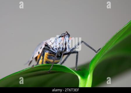 Cigales de cire dans la nature Banque D'Images