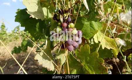 Une grappe de raisins prête à être récoltée pour faire du vin. Banque D'Images