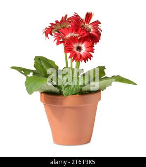 Fleur de Gerbera dans un pot en terre cuite sur fond blanc Banque D'Images