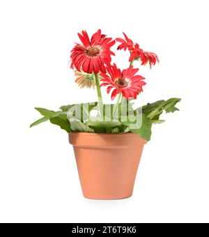 Fleur de Gerbera dans un pot en terre cuite sur fond blanc Banque D'Images