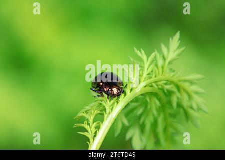 Gros plan d'Artemisia annua sur une plante sauvage Banque D'Images