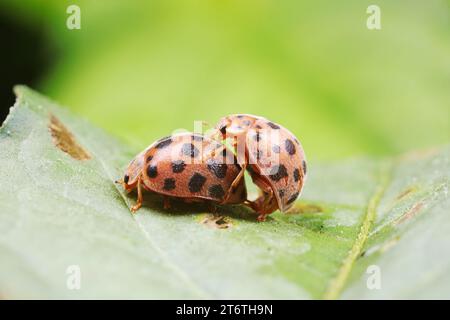 Coccinelles s'accouplant sur des feuilles vertes, Chine du Nord Banque D'Images